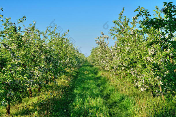 农业苹果背景盛开开花