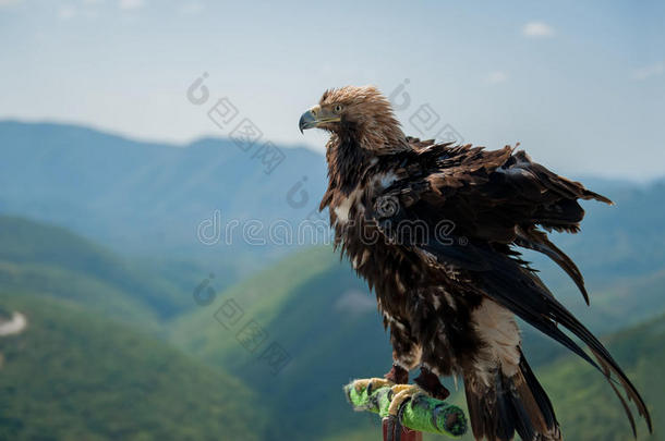 <strong>老鹰</strong>特写坐在电线杆上的山景，试图起飞