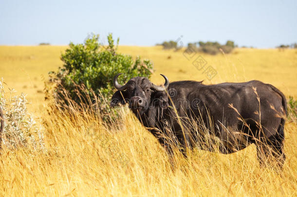 水牛公牛站在草原的草地上