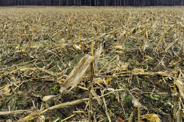 金色收获的玉米田，剩下的茎，耳朵和玉米粒散落在地上