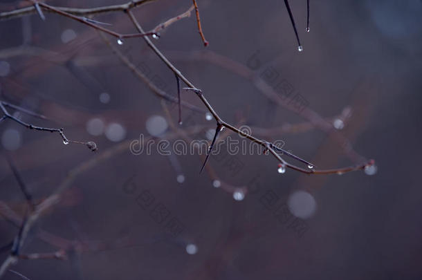 没有叶子的树枝有水滴。 新鲜的雨滴在灌木丛的树枝上。 雨后有水滴的灌木树枝。