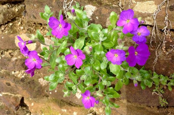 美丽的紫色小花幼叶和绿色的自然背景