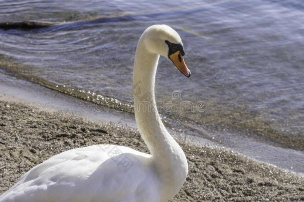 美丽的白色小号手天鹅沿着水边行走，侧p