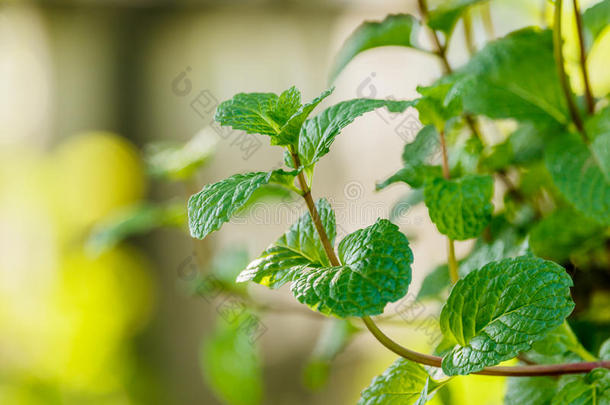 农业亚洲的背景香油<strong>植物</strong>学的