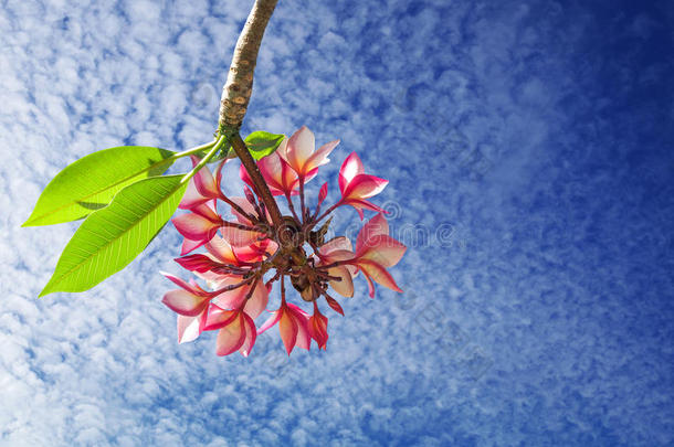 梅<strong>花枝</strong>或红色佛朗吉帕尼<strong>花枝</strong>与绿叶I