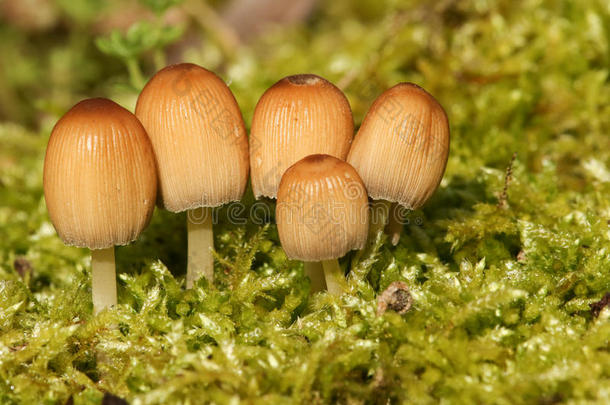 五个闪闪发光的小墨水帽，长出苔藓。