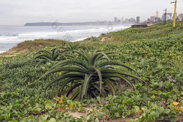海滩上的芦荟植物和植被与城市天际线
