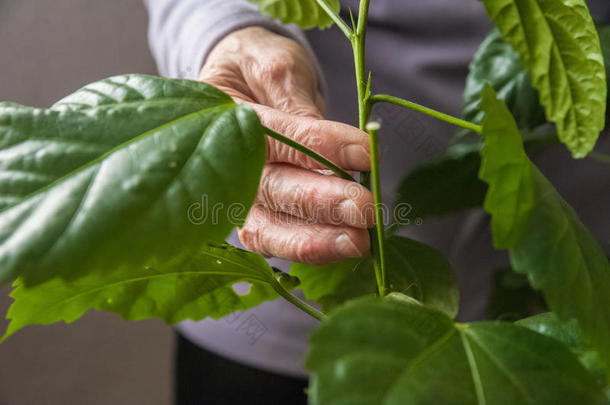 开花花园绿地。