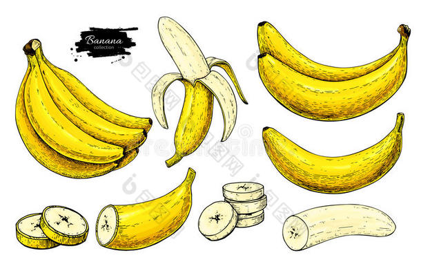 <strong>香蕉</strong>集矢量绘图。 手绘束，剥<strong>香蕉</strong>和切<strong>片</strong>。 夏天的<strong>水果</strong>