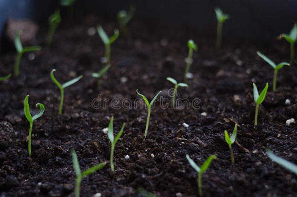 关闭年轻的<strong>种子萌发</strong>和植物生长与雨水滴在绿色和早晨的阳光环境