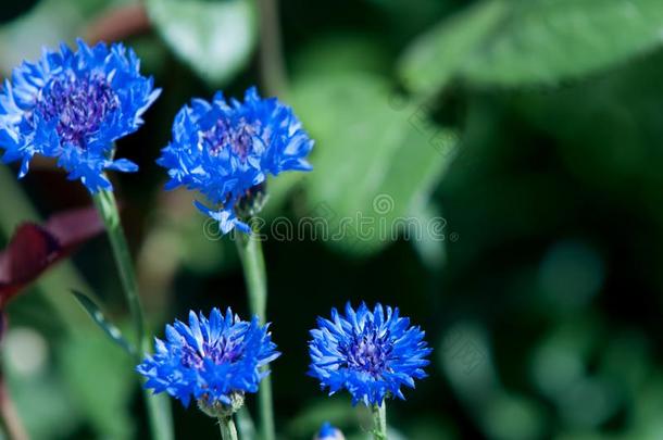 鲜花，玉米花。 一种细长的欧亚植物，与花<strong>萍</strong>有关，花通常是深而<strong>生</strong>动的蓝色。