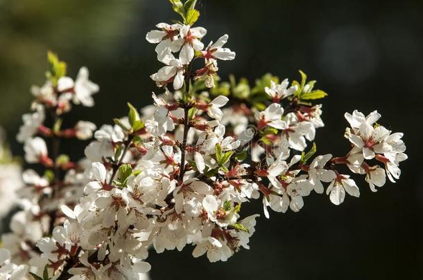 春天的南京樱桃花。 春花：盛开的蔷薇科。