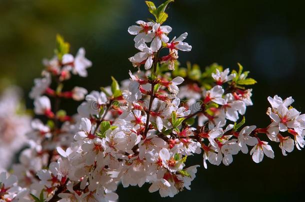 春天的南京樱桃花。 春花：盛开的蔷薇科。 美丽的樱花。 粉红色樱桃布