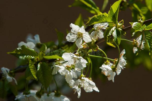 苹果春天<strong>的</strong>花。 <strong>开花的</strong>苹果<strong>树</strong>。 苹果花。 白花花<strong>的树</strong>紧凑着。 美丽<strong>的</strong>春天