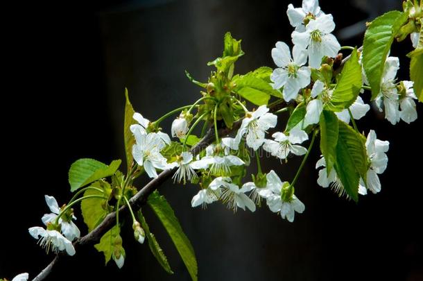 <strong>苹果</strong>春天的花。 开花的<strong>苹果</strong>树。 <strong>苹果</strong>花。 白花花的树紧凑着。 美丽的春天