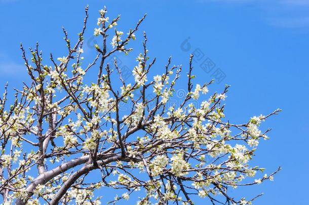 苹果春天的花。 开花的苹果树。 苹果花。 白花花的树紧凑着。 美丽的春天