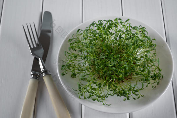 背景野猪植物学的特写镜头烹饪