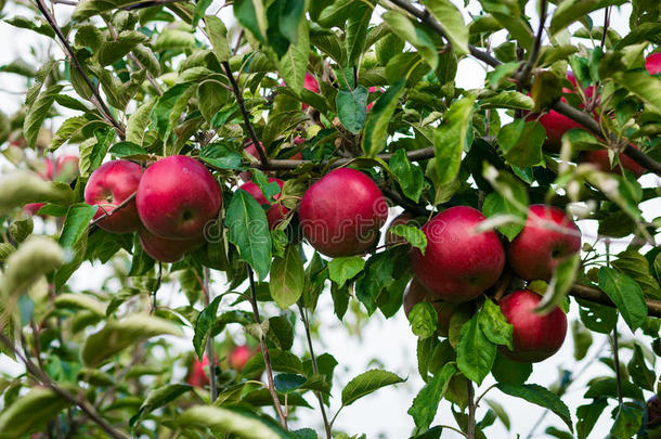 新鲜的<strong>有机</strong>苹果，苹果园，满是成熟的苹果园