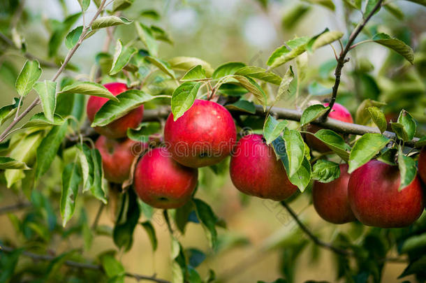 新鲜的有机苹果，苹<strong>果园</strong>，满是成熟的苹<strong>果园</strong>