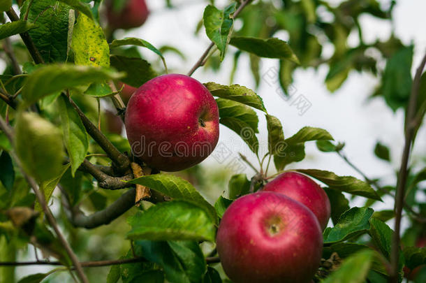 新鲜的有机苹果，苹<strong>果园</strong>，满是成熟的苹<strong>果园</strong>