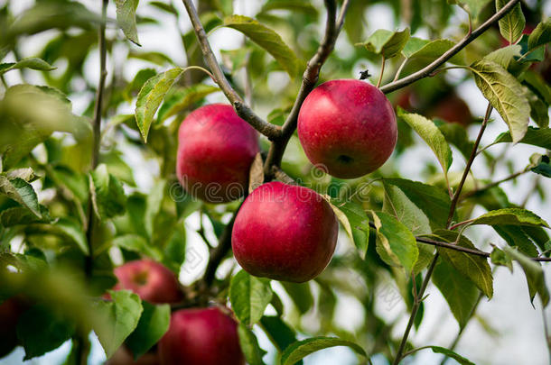 新鲜的有机苹果，苹果园，满是成熟的苹果园