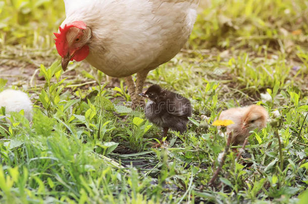 一只母鸡带着鸡在<strong>农场</strong>的绿<strong>草地</strong>上散步