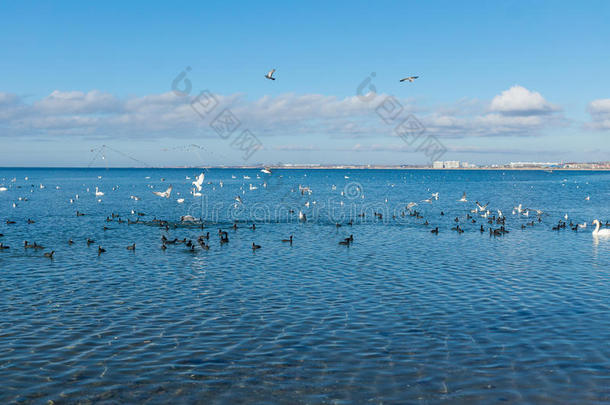 一群鸟，或平底锅。 富里卡·阿特拉和银鸥。 拉鲁斯阿根廷人和哑巴天鹅拿铁。 奥勒·西格努斯·温特