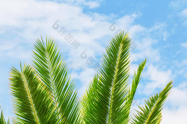 绿色异国情调的热带棕榈树枝上一片明亮的蓝色和白色