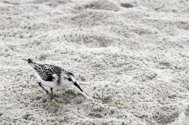 动物大西洋鸟类海滩喙