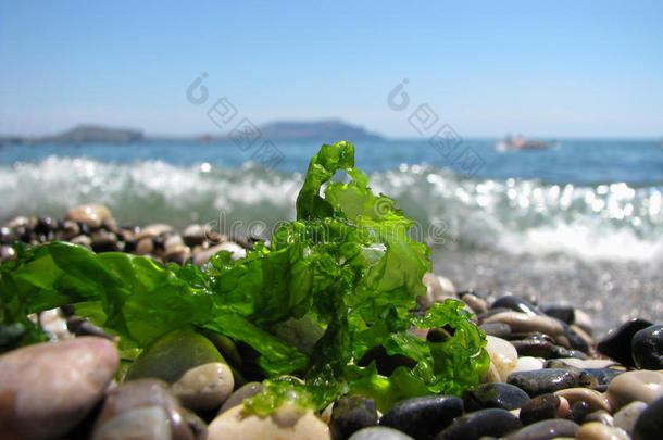 绿色半透明的海藻躺在黑海岸边的冲浪线上