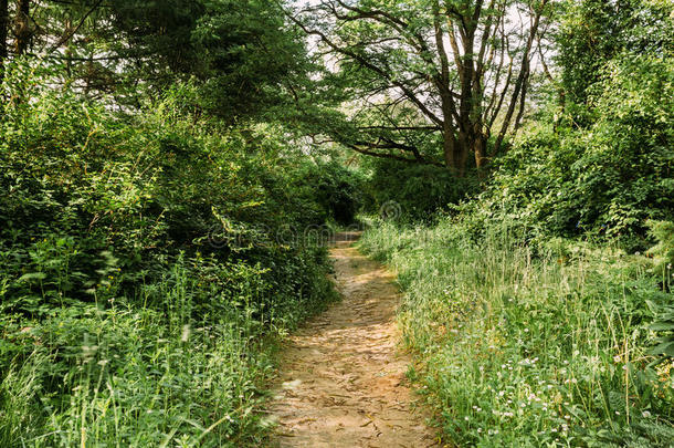 夏林中的空巷，小路，路