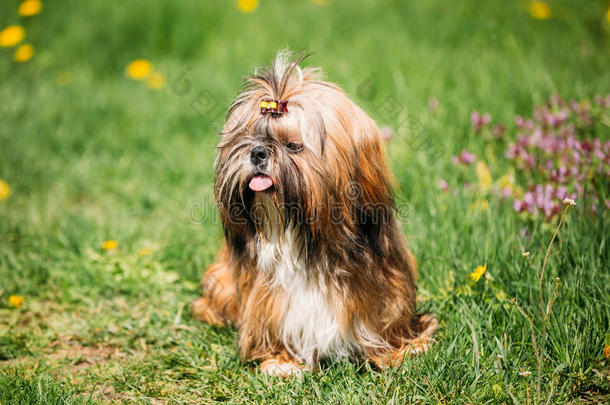 可爱的施子玩具狗坐在绿色的春天草地上。 好玩的宠物欧
