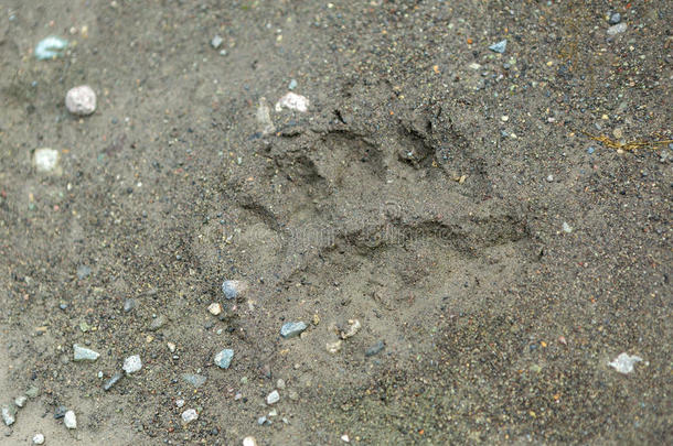 卡姆查特卡半岛土壤上新鲜的熊爪痕迹。