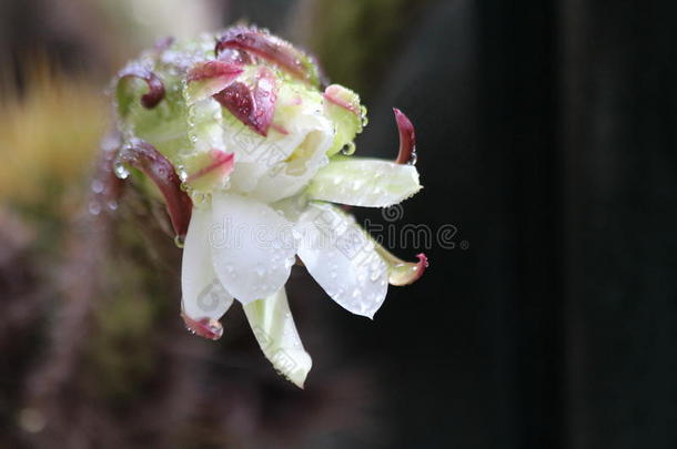 之前开花花开仙人掌卡片