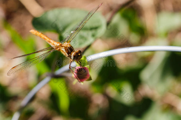 一只美丽的蜻蜓，它的眼睛，<strong>光感</strong>受器和鼻子，难以置信地可见。