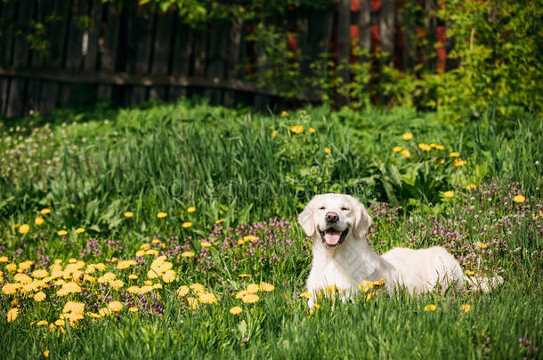 有趣的年轻快乐的拉布拉多猎犬坐在草地和耶尔