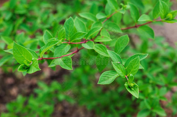 美丽的<strong>美女</strong>开花植物的植物学的