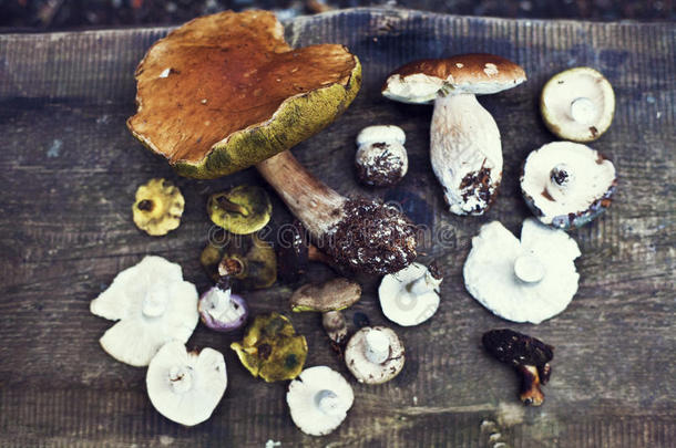 牛肝菌。 <strong>香菇</strong>是食用菌。 木制背景上的白色蘑菇。 顶级景观-健康和<strong>美味</strong>的食物。 穆斯
