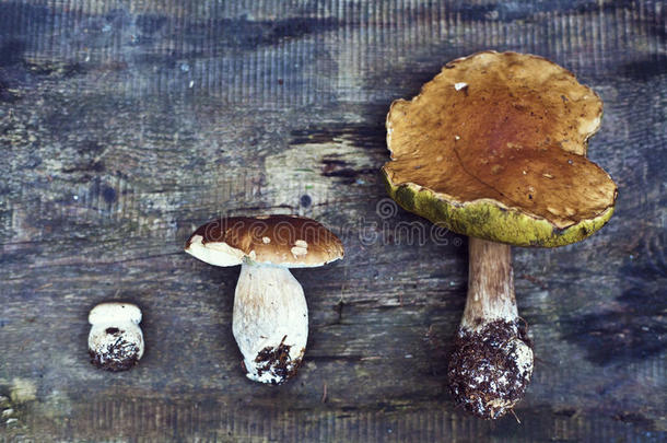 牛肝菌。 香菇是食用菌。 木制背景上的白色蘑菇。 顶级景观-健康和美味的食物。 穆斯