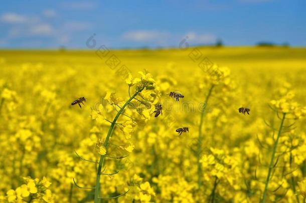 蜜蜂蜜蜂蜜蜂在田野飞行