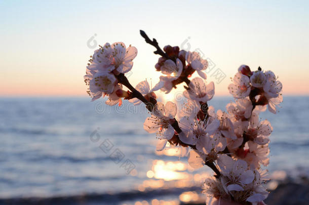樱花迎着大海