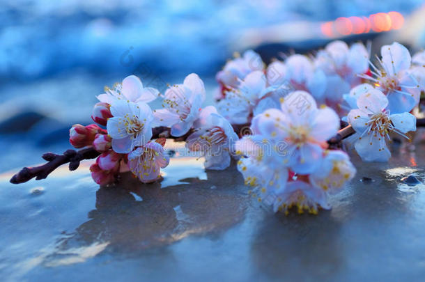 樱花迎着大海