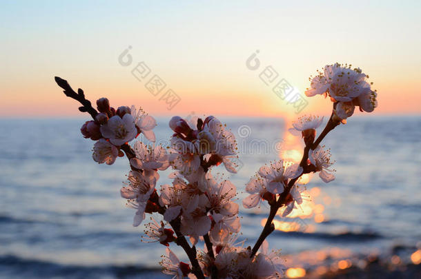 樱花迎着大海