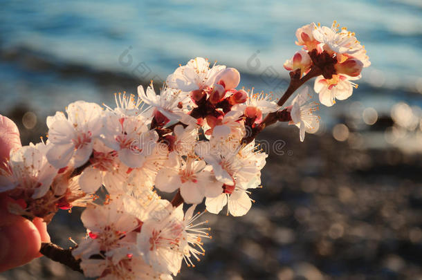 樱花迎着大海