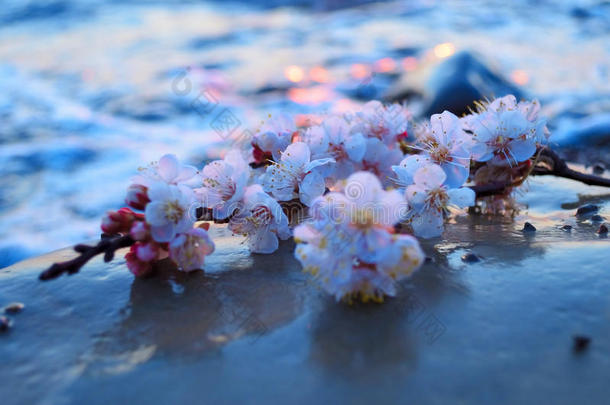 樱花迎着大海