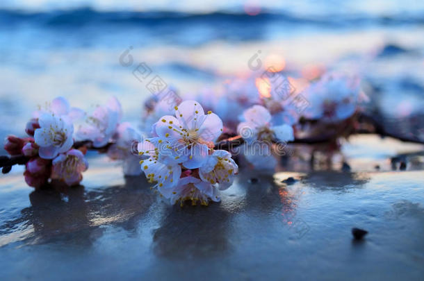 樱花迎着大海