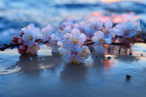 樱花迎着大海