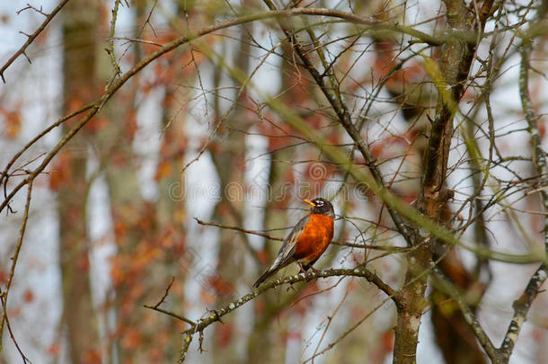 美国知更鸟坐在秋天森林的树枝上。