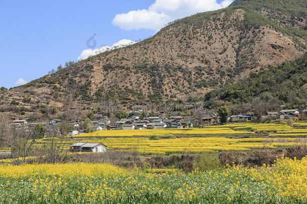 丽江石鼓村油菜花鸟瞰图。石鼓在中国云南，是南丝绸之路的一部分