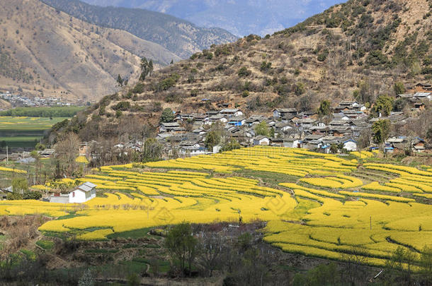 丽江石鼓村油菜花鸟瞰图。石鼓在中国云南，是南丝绸之路的一部分